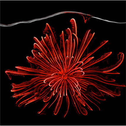 Himerometra robustipinna