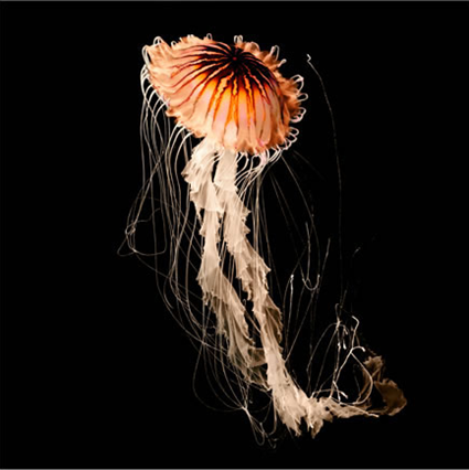 Chrysaora fuscescens