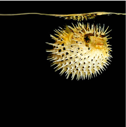 Diodon holacanthus