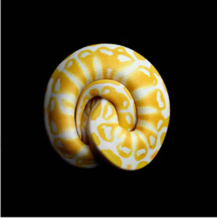 Python Royal Albinos
