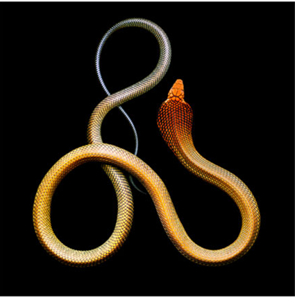 Cobra Royal