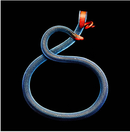 Calliophis bivirgata
