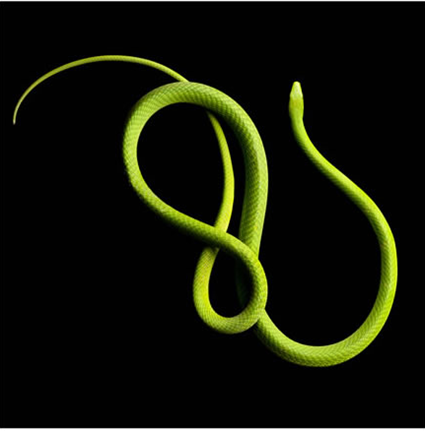 Mamba vert