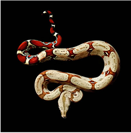 Boa constrictor constrictor