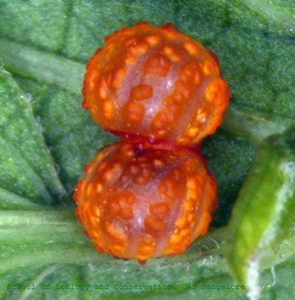 Oeuf de Pachliopta hector