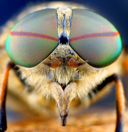 Horsefly, Tomas Rak