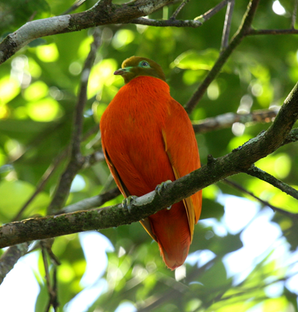 Ptilope orange 