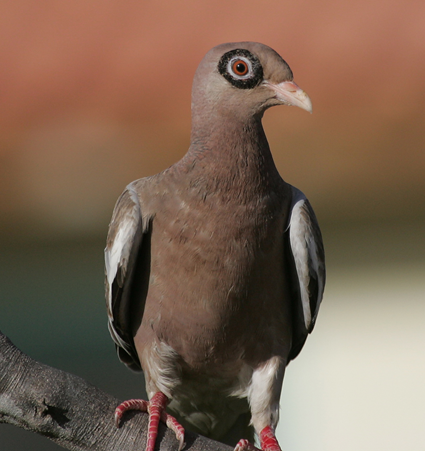 Pigeon jounud