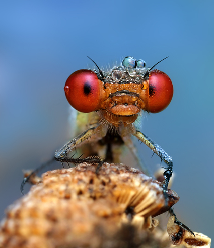 Demoiselle, Ondrej Pakan 