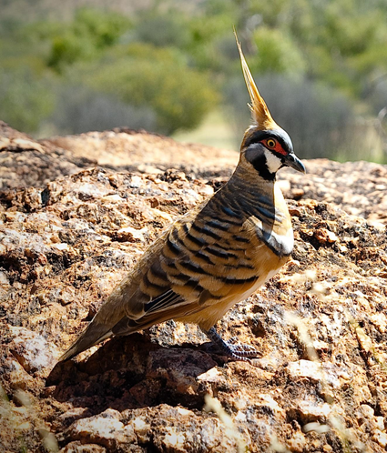 Colombine plumifre