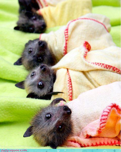 Baby Fruit-Bats