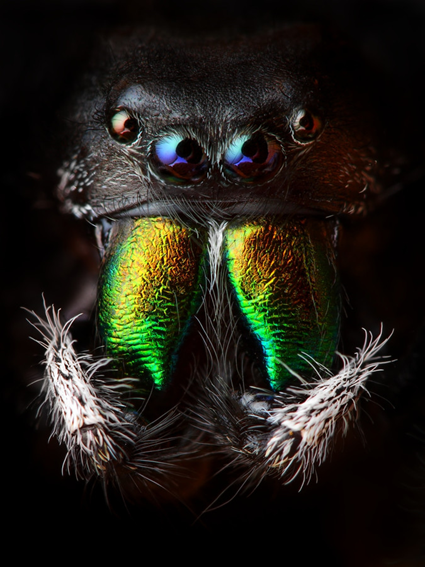 Phidippus audax, Tomas Rak