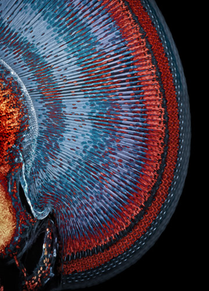 Dr. Igor Siwanowicz, oeil de la demoiselle bleu Enallagma cyathigerum