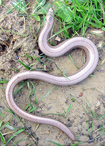 Anguis fragilis