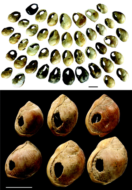 Perles en coquillages de la grotte de Blombos, barre d'chelle: 5mm; Henshilwood C, et al., 2004