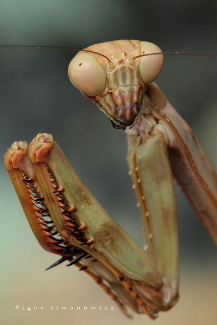 Igor Siwanowicz Photography