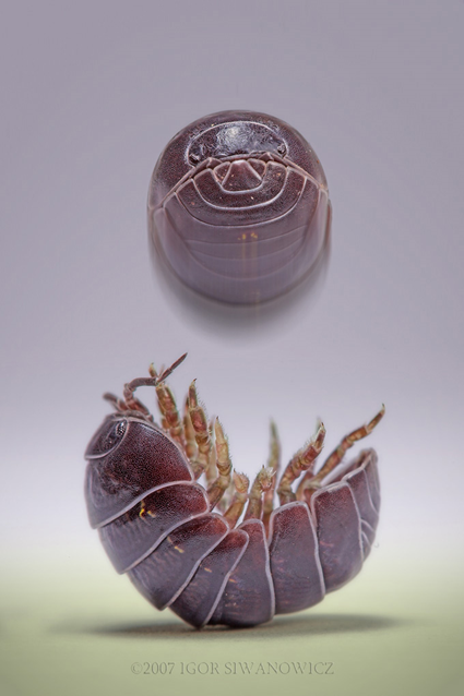 Cirque du Soil, Igor Siwanowicz