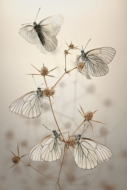 morning butterflies, Aporia crataegi, Igor Siwanowicz