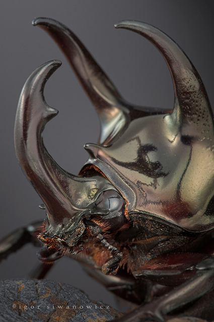 Proud to be horny, Chalcosoma atlas, Igor Siwanowicz