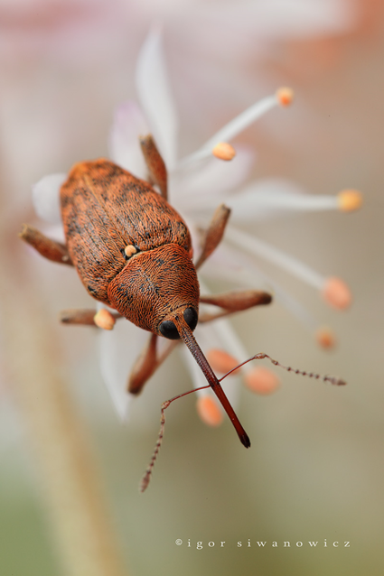 why the long face??, Curculio nucum, Igor Siwanowicz