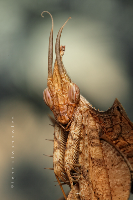 Who, Me?, Igor Siwanowicz