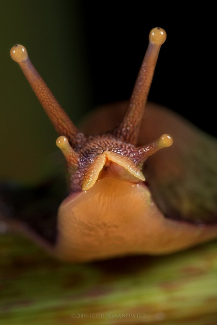 Four eyes, Igor Siwanowicz