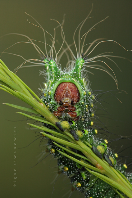 tinsel, Actias dubernardi, Igor Siwanowicz