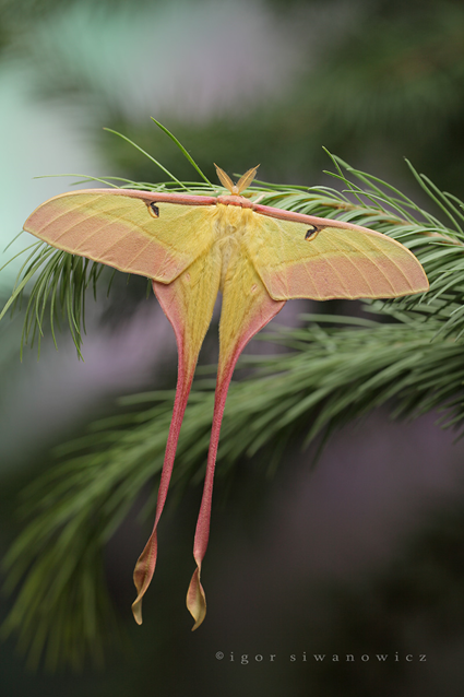 Chinese comet moth, Actias dubernardi, Igor Siwanowicz