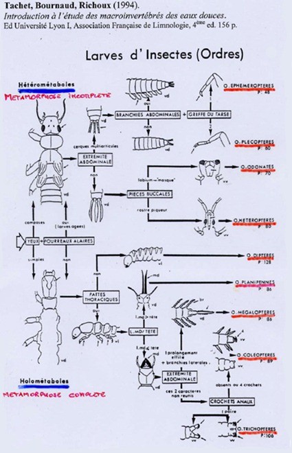 Ordres larves d'insectes, Tachet et al. 1994