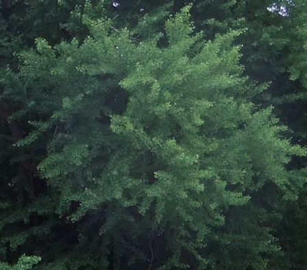 Branche matresse Ginko