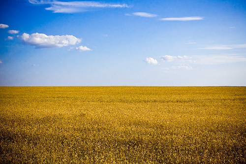 Champs de blé en Ukraine.