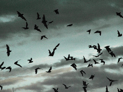 fellation chauve souris
