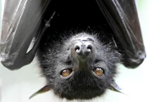 Pteropus Fruit Bat