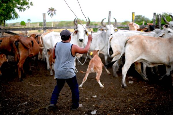 Epoch Times Photo - A local herds cattle to draw blood for zoonoses prevention studies at a ranch in El Corral community in Tzucacab, Yucatan state, Mexico on March 29, 2023. (PEDRO PARDO/AFP via Getty Images)