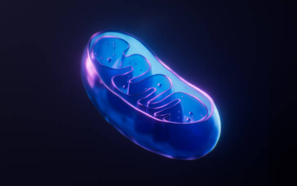 Mitochondrie {PNG}