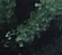 branche Ginko
