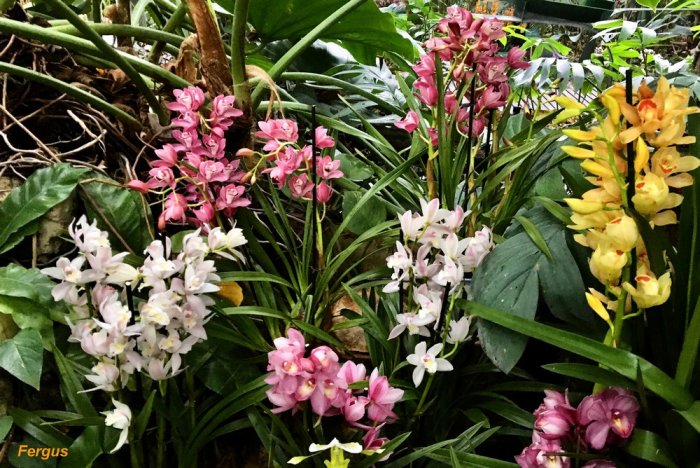 Expo : Mille & Une Orchidées 2020 - Grande Serre Tropicale du