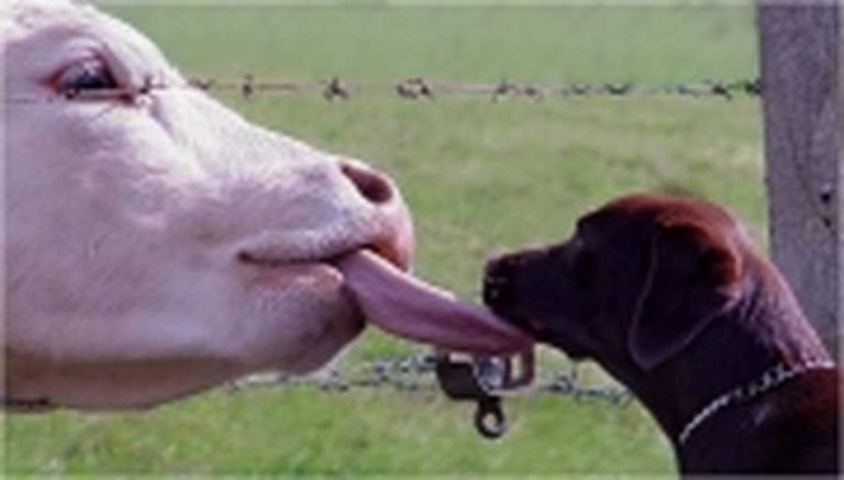 La Corrida Est Un Triple Symbole Agoravox Le Media Citoyen La Corrida Est Un Triple Symbole Agoravox Le Media Citoyen