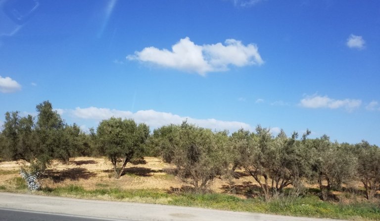 Algérie, 40 ans plus tard (2), Oranais...
