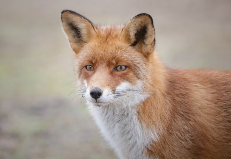 Le petit renard dans son terrier – À Marée Basse