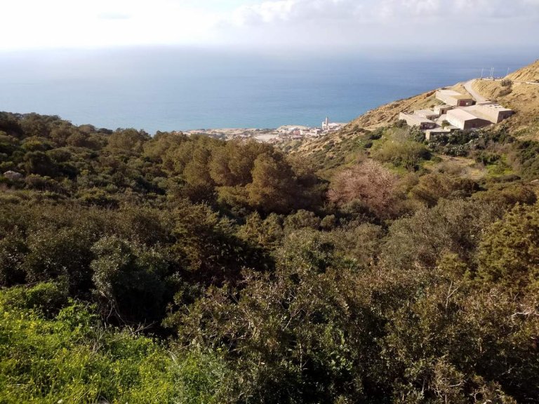 Algérie, 40 ans plus tard (2), Oranais...