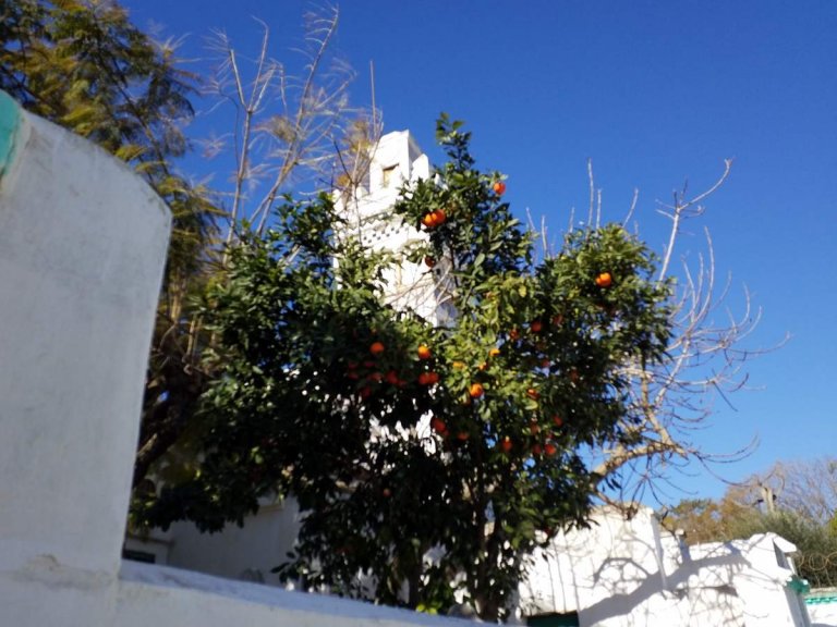 L'Algrie, 40 ans ans plus tard, Alger et Tipasa (1)/..